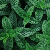 Conserve e Scatolame